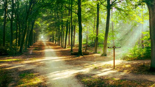 Beeltjensdreef herfst 